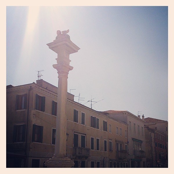 gatto di chioggia crop