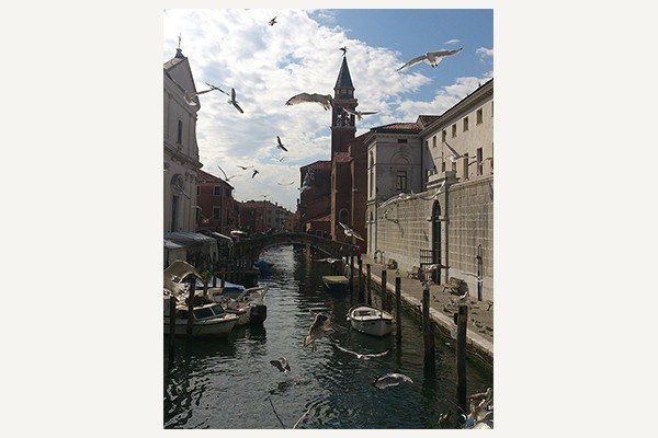 chioggia nuovo crop
